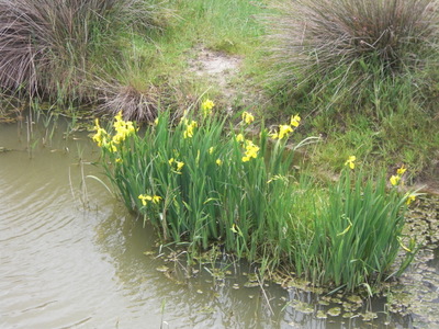 iris